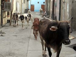 Stray cattle moving in a street in Paras Ram Nagar, Bathinda