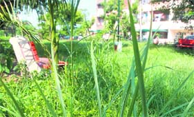 There is no place for children to play or residents to walk due to the poor maintenance of parks in Sector 40-C, Chandigarh.