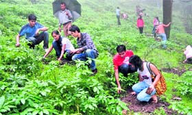Volunteers plant saplings at Jakhoo hills during a drive organised by the Rotary Club in Shimla on Sunday. 