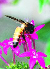 A honeybee satiates its taste buds