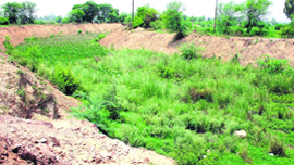 The drain No. 8, which carries the flood discharge of the district, is still full of wild grass and weeds, belying the claims of the authorities concerned