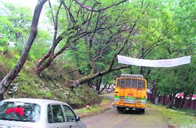 Tilting trees on the Pathankot-Mandi national highway No 20 between Palampur and Holta have become a major traffic hazard
