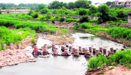 Wild growth around the N-choe, Phase IX, Mohali