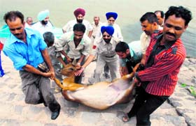 Officials of the forest department fish out a dead sambar from the Sukhna Lake on Thursday.