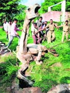  A camel bleats in a pitiable condition after falling into an open manhole near DAV College, Sector 10, Chandigarh, on Friday.
