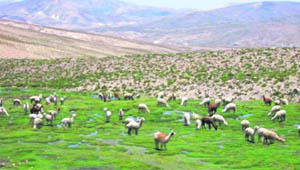 Tibetan sheep that are in great demand across the Indo-Tibet border.
