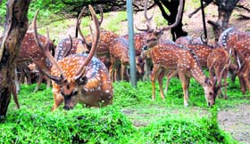 A group of spotted deer enjoys a pleasant day at Manda Wildlife Sanctuary on the outskirts of Jammu.