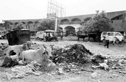 Garbage scattered in front of the Inter-State Bus Terminus, Ambala Cantonment