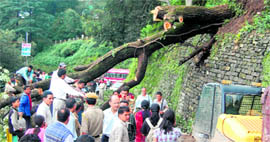 People remove a tree from a road near the Secretariat in Shimla on Saturday.