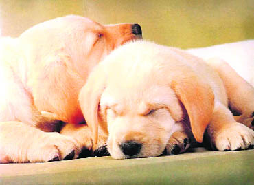Pets need a place in your heart and a corner in your house