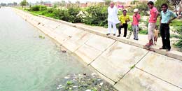 Impurities float on the water in canal-based drinking water pond in Fazilka