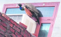 A peacock that strayed into Preetnagar and was later rescused in Ludhiana on Monday.