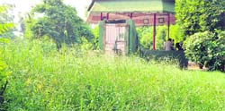 Wild growth at Rakh Bagh, Ludhiana. 