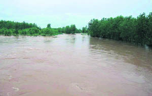 The seasonal Som rivulet, which caused floods in Yamunanagar district. 