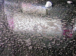 Stagnant water like this is a common feature in the slums and posh localities of Ludhiana