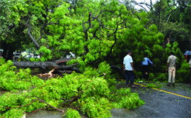 Officials try to remove an uprooted tree in front of the residence of Vice-President M. Hamid Ansari at Maulana Azad Road in New Delhi on Saturday.
