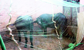A net being used at a house in Igrah village in Jind district to protect cattle from mosquito bite.