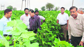 Agriculture experts and functionaries of the Navodaya project observe crops in a cotton field in Jhopra village of Sirsa.