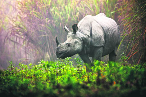 The Kaziranga National Park in upper Assam has the largest concentration