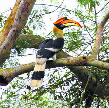 The park has a great variety of birds, including the great Indian hornbill