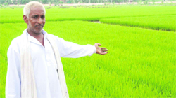 A farmer of Ghagsi village in Karnal district, who adopted bio-drainage technique to tackle higher water table.