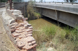 A view of the wild growth that has reduced the capacity of the Abohar branch canal.