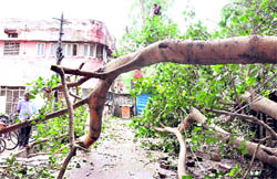 A banyan tree that fell at Nirmal Chawni in Haridwar on Tuesday