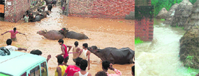 Residents of Kardhan village near Ambala Cantt shift cattle to a safer place. Tribune photo: Devi Dutt Sharma (Left) and  A flooded village in Yamunagar.