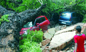 A tree falls on cars due to heavy rains at Patel Nagar in New Delhi on Friday.