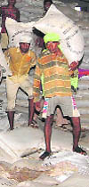  Labourers lift drenched bags of wheat from the HSWC storehouse in Bani in Sirsa.