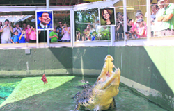 Dirty Harry picks a chicken hanging from an image of Australian PM Julia Gillard in Darwin