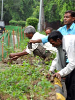 NDMC employees plant saplings ahead of the Commonwealth Games in New Delhi on Saturday