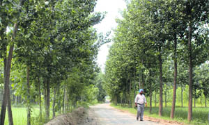 The lush green countryside in the Balachaur area.