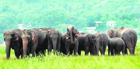 It is the reserve forests and not the protected wildlife areas that form bulk