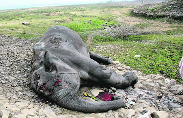 The carcass of a female elephant lying by the railway track, passing through Deepor Beel Wildlife Sanctuary on the outskirts of Guwahati in Assam