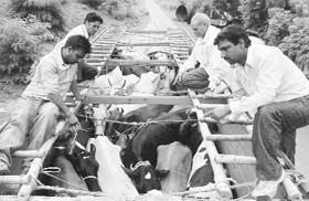 Shiv Sainiks capture a truck loaded with cattle with the help of the police in Ambala