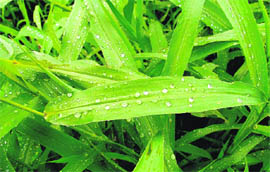 Raindrops shine like pearls on foliage in Ludhiana on Sunday.