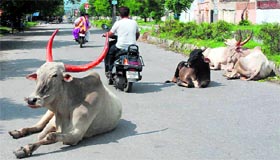 Stray cattle pose threat to motorists on a road in Karnal.