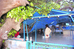 An 80-year-old tree, which fell on the Pir Baba Mama Bhanja, at Ambala Cantonment 
