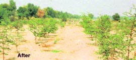 The green cover after plantation.