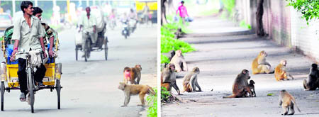 A monkey distracts a rickshaw-puller; and (right) primates have a field day loitering around the back lanes at Sector 7 in Chandigarh