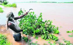 A labourer tries to plug the trench in dhussi bandh at village Kasabad.