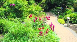 Proper selection of plants make the Garden of Fragrance a treat for residents