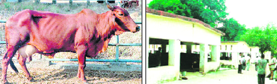 A Red Sindhi cow; and (right) the breeding farm at Kalsi, Dehradun.
