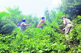 OPERATION CLEAN-UP: Policemen and locals uproot marijuana plants in Vikas Nagar near Shimla on Sunday. 