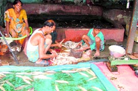 The sale of the fish goes on unabated in the unauthorised fish market in Sherpur.