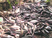 A cache of seven quintal banned Thai mangoor fish that was seized by the fisheries department from Sherpur market in Ludhiana on Sunday.