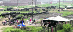 An illegal dairy set up near Flower Enclave in Ludhiana. 