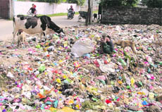Garbage littered at Aman Nagar, near Jalandhar bypass, in Ludhiana.