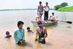 The lake as it looks now, with the de-weeding process drawing to a close in Chandigarh.